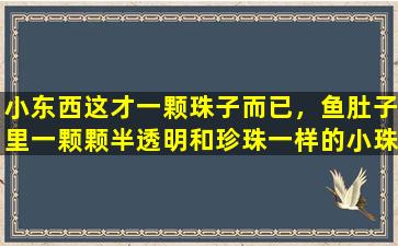 小东西这才一颗珠子而已，鱼肚子里一颗颗半透明和珍珠一样的小珠子是什么东西